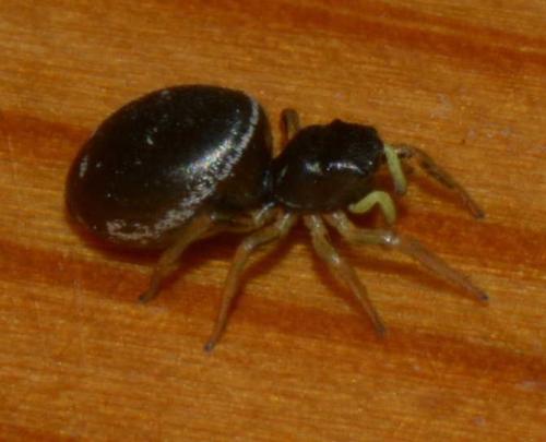 Heliophanus cupreus